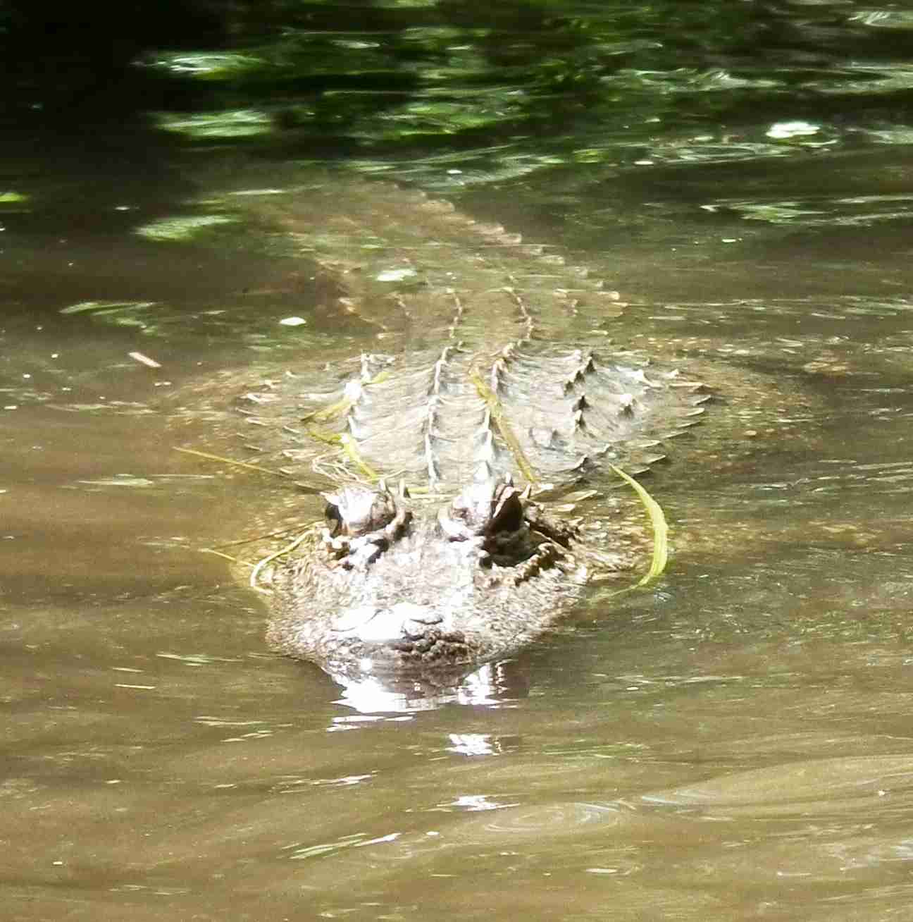 alligator